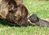 BOULEDOGUE FRANCAIS 1334